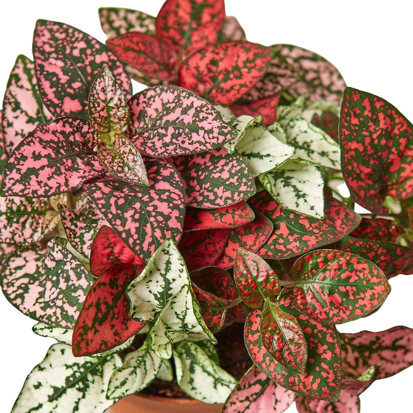 Hypoestes 'Polka Dot' - Plantonio