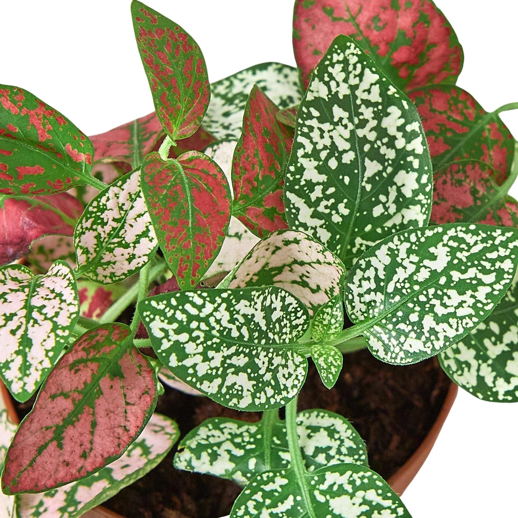 Hypoestes 'Polka Dot' - Plantonio