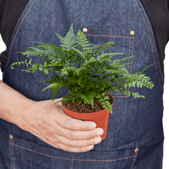 'Korean Rock' Fern - Plantonio