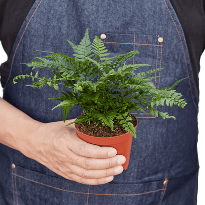 'Korean Rock' Fern - Plantonio