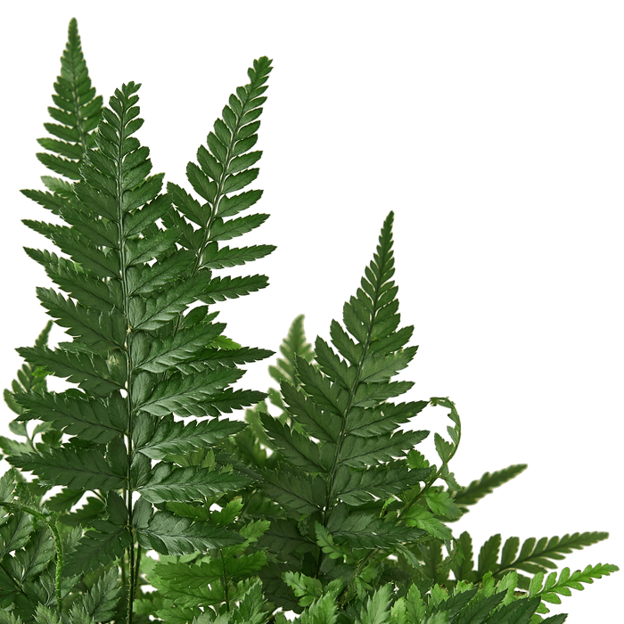 'Korean Rock' Fern - Plantonio