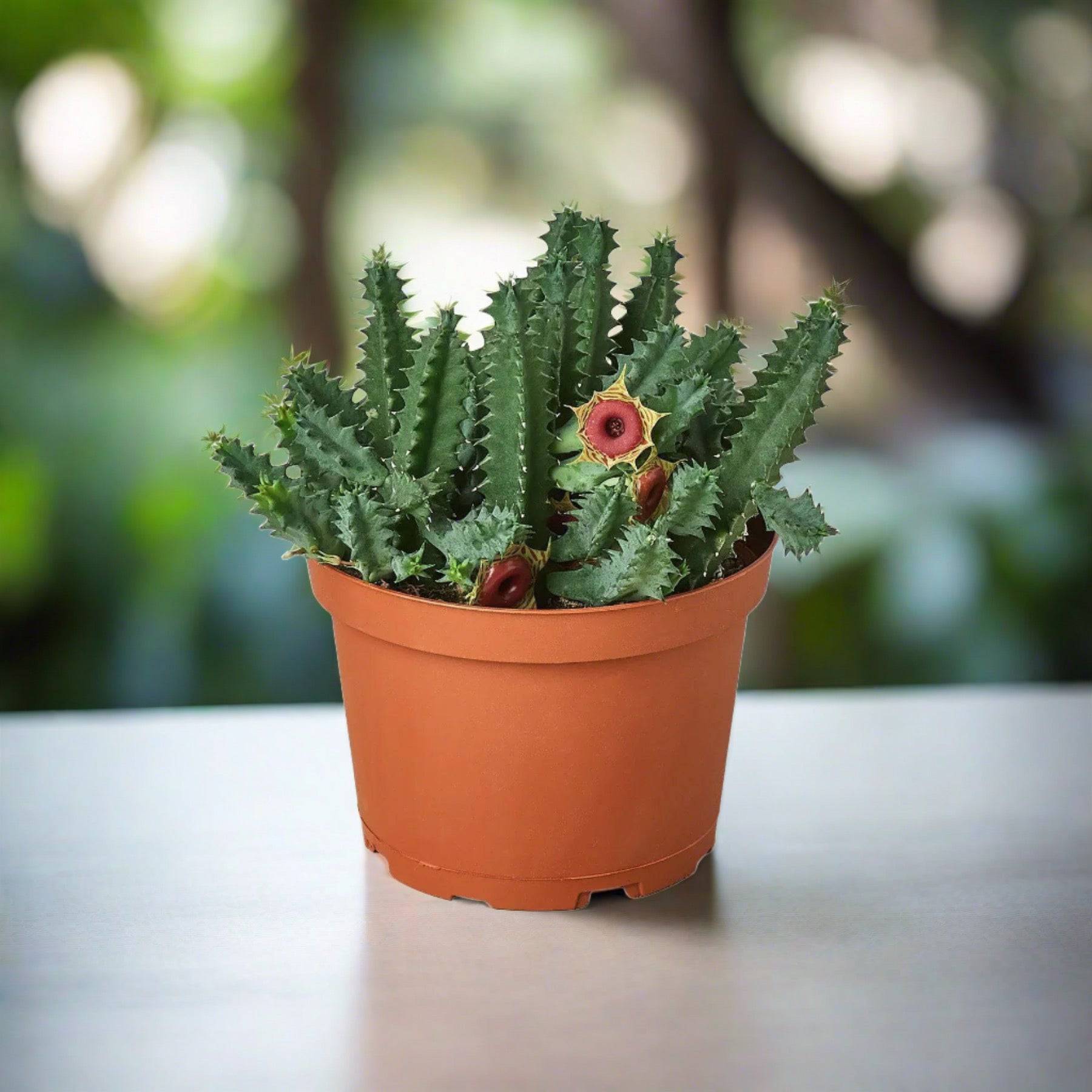 Lifesaver Cactus - Plantonio