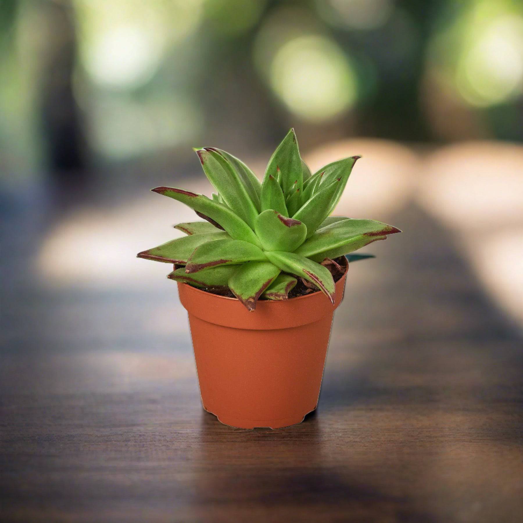 Lipstick Echeveria - Plantonio