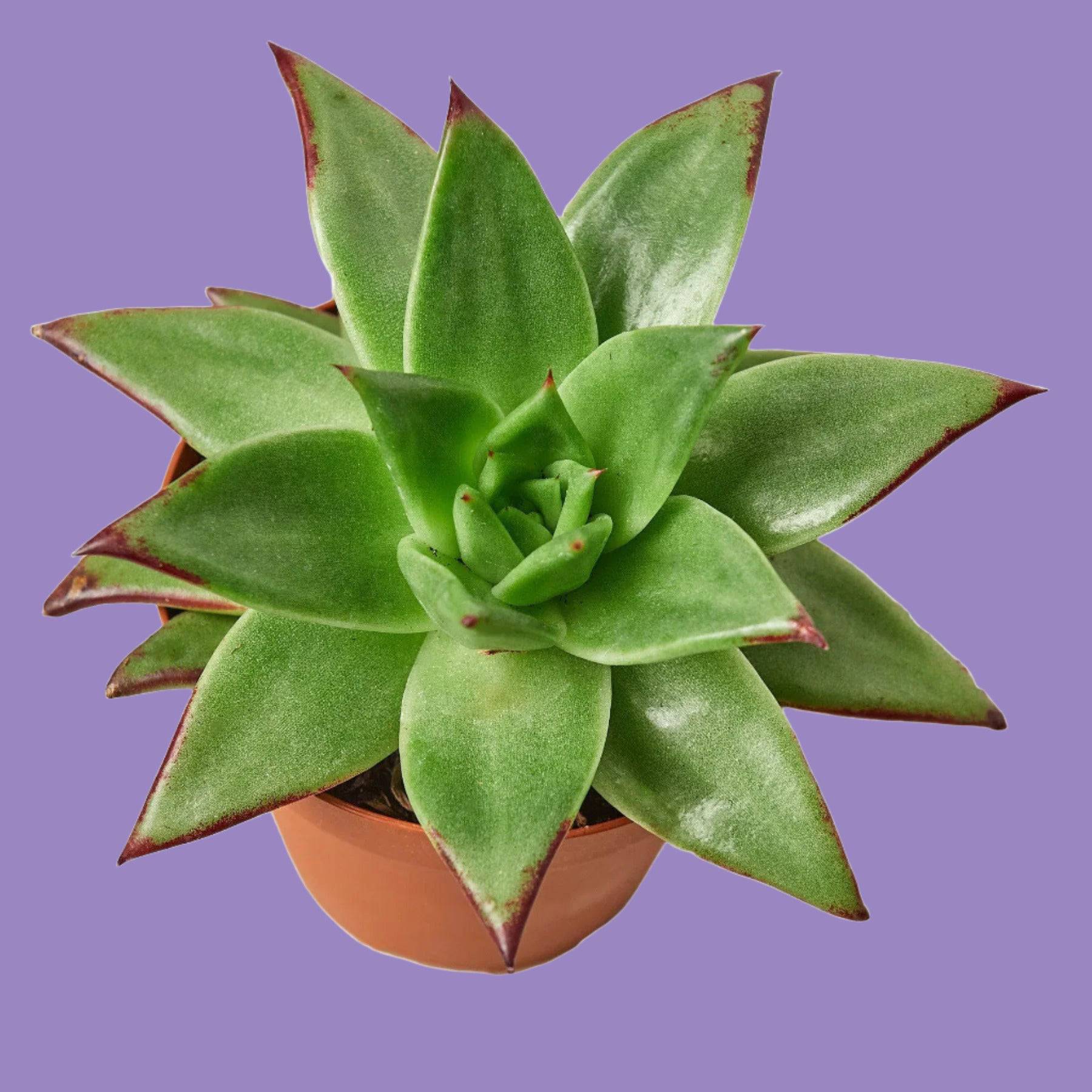 Lipstick Echeveria - Plantonio