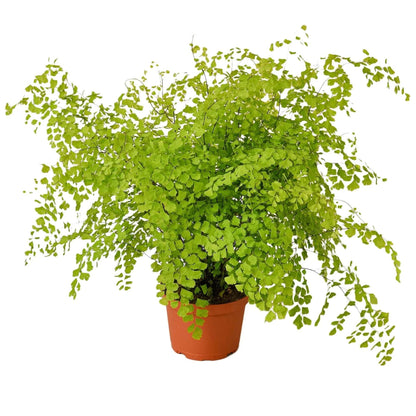 Maidenhair Fern - Plantonio