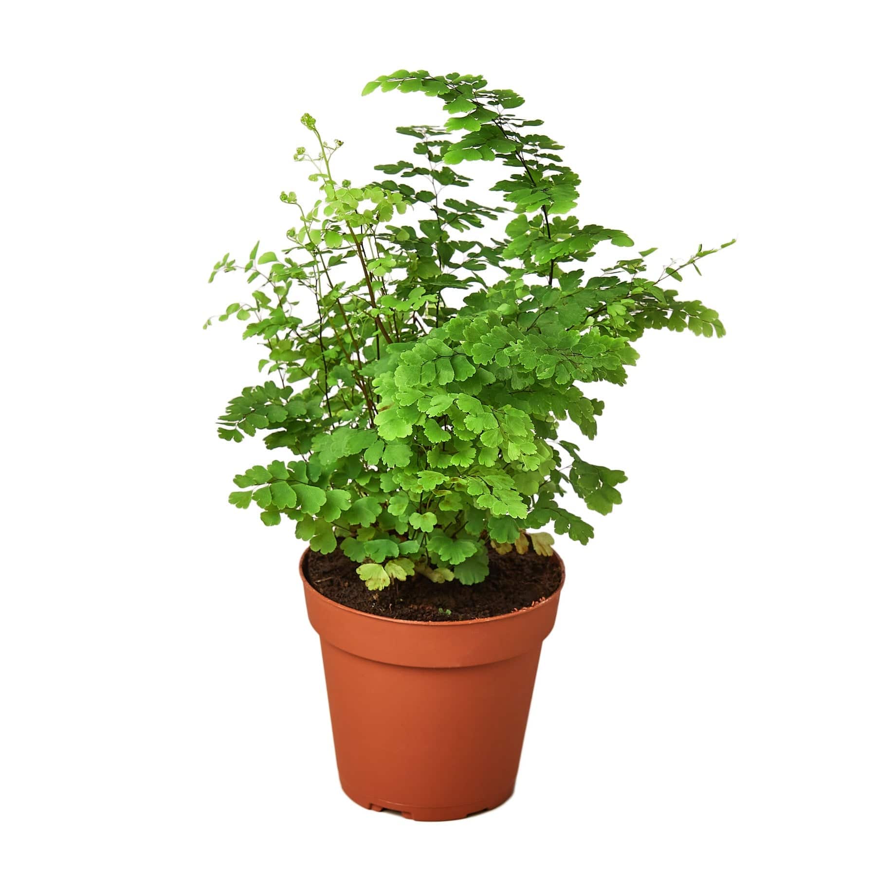 Maidenhair Fern - Plantonio