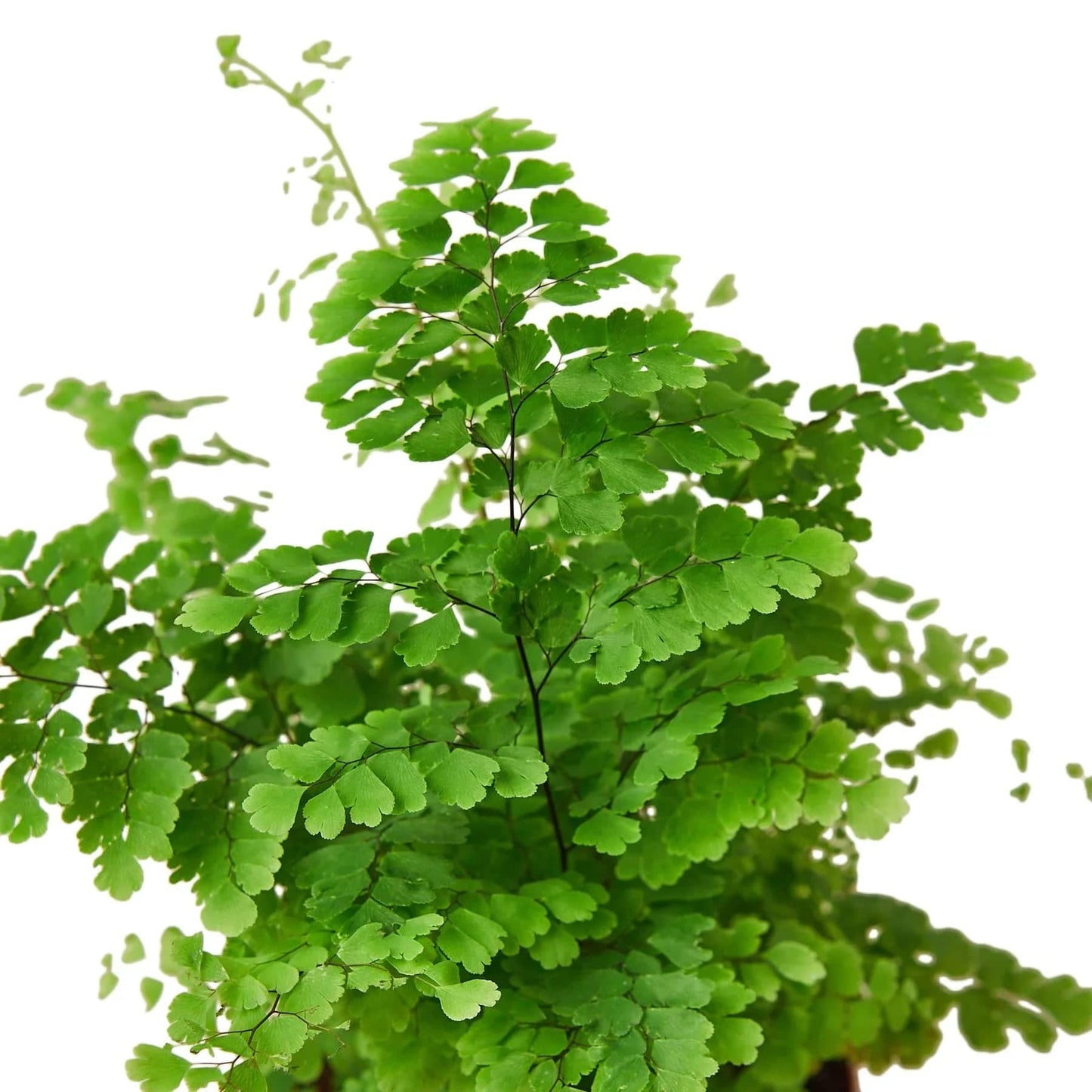 Maidenhair Fern - Plantonio