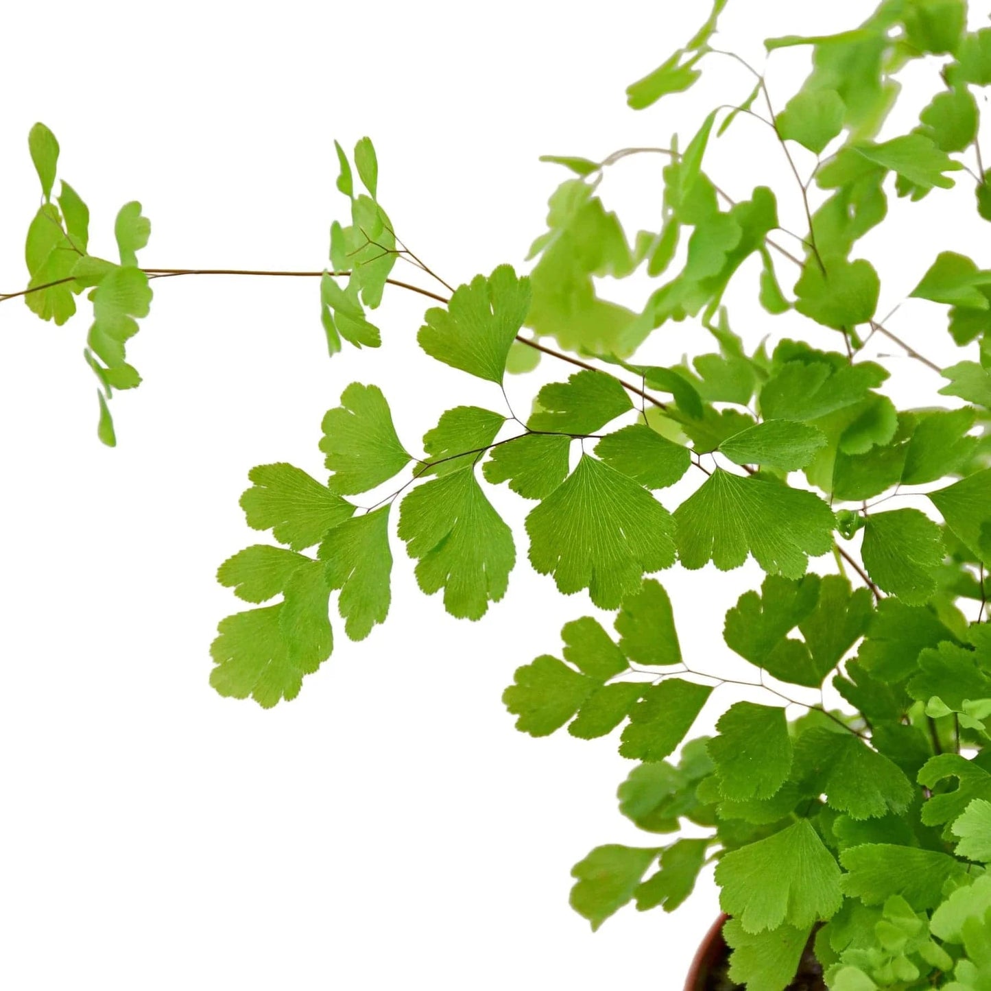 Maidenhair Fern - Plantonio