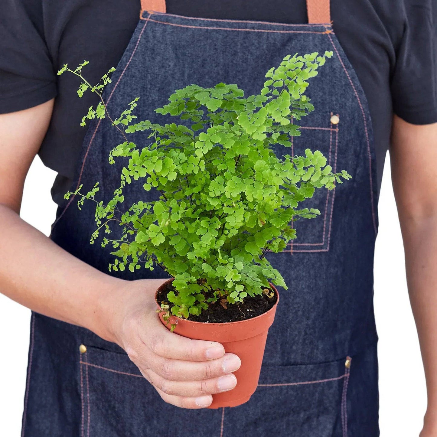 Maidenhair Fern - Plantonio