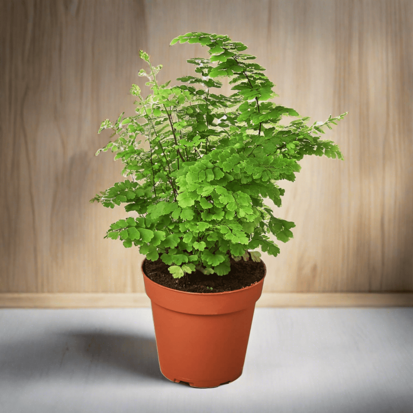 Maidenhair Fern - Plantonio