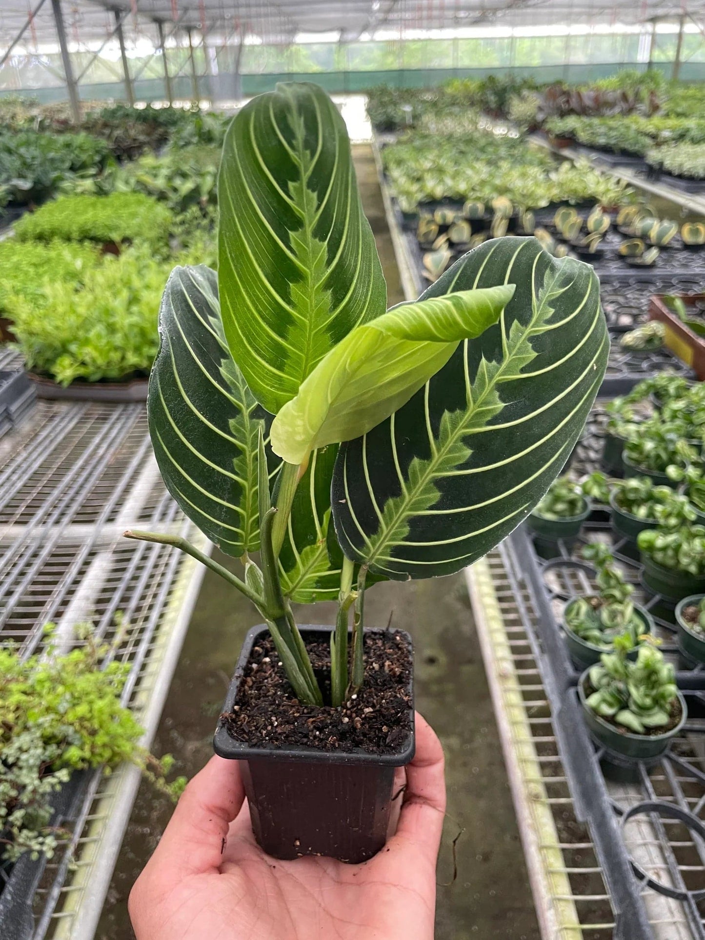 Maranta 'Lemon Lime' - Plantonio