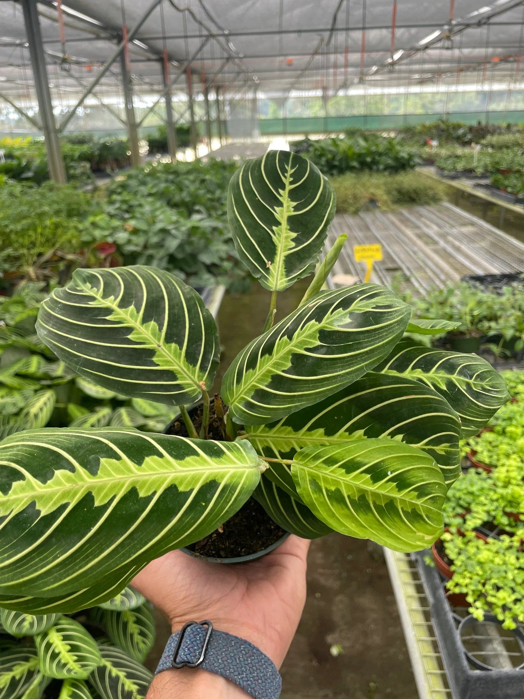 Maranta 'Lemon Lime' - Plantonio