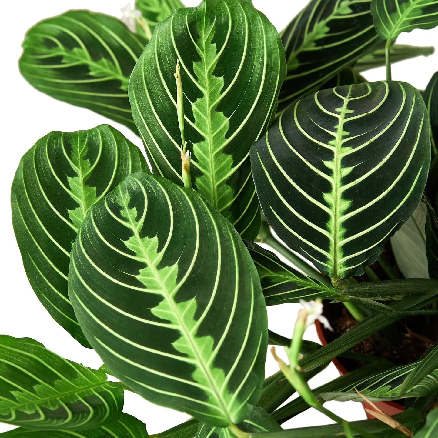 Maranta 'Lemon Lime' - Plantonio