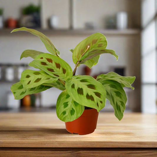 Maranta 'Leuconeura' - Plantonio