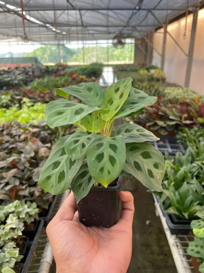 Maranta 'Leuconeura' - Plantonio