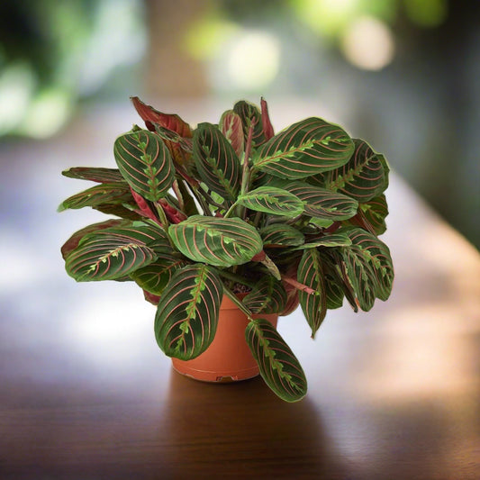 Maranta Red Prayer - Plantonio