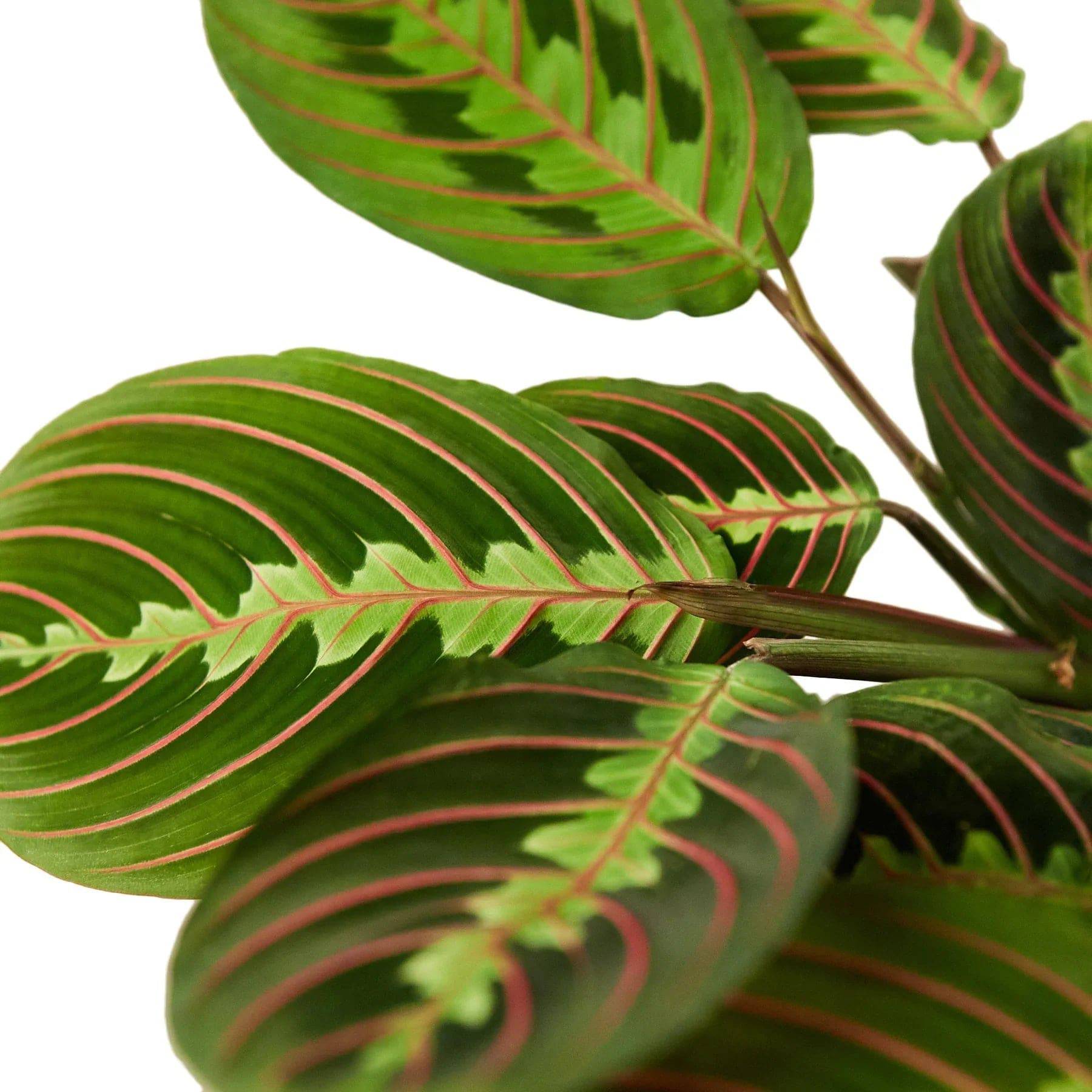 Maranta Red Prayer - Plantonio