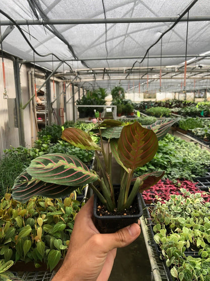 Maranta Red Prayer - Plantonio