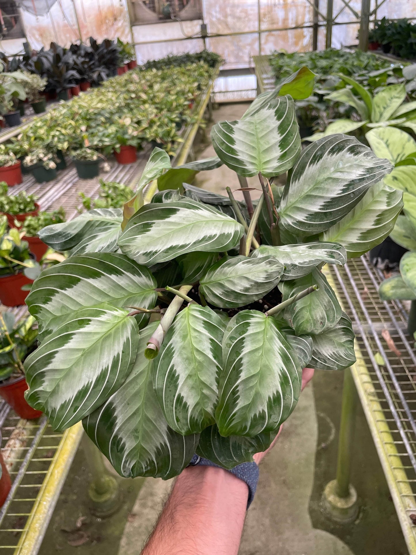 Maranta 'Silver Band' - Plantonio