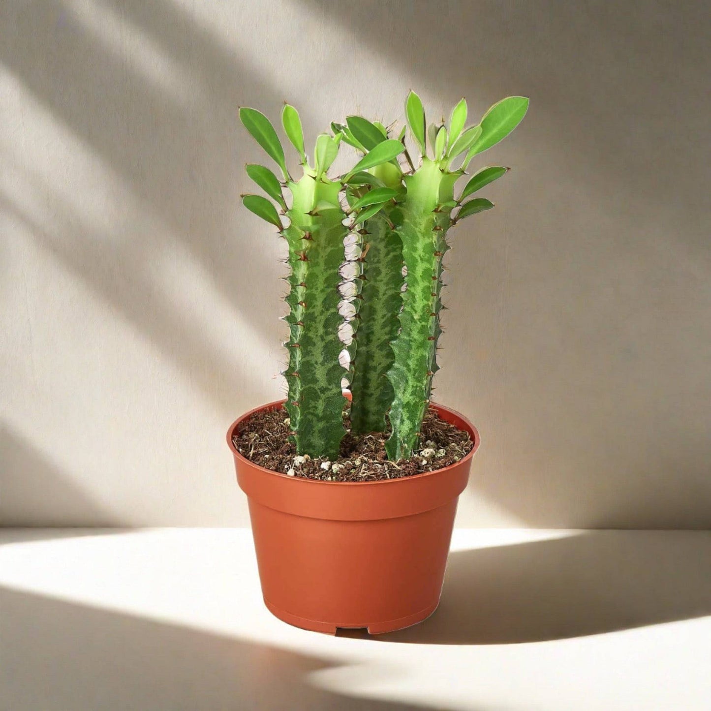 Milkstripe Euphorbia