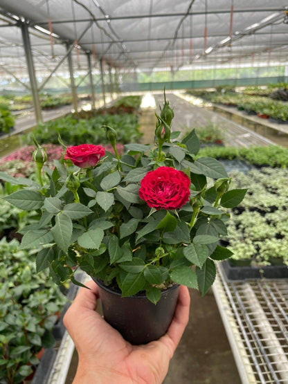 Mini Rose Bush - Plantonio