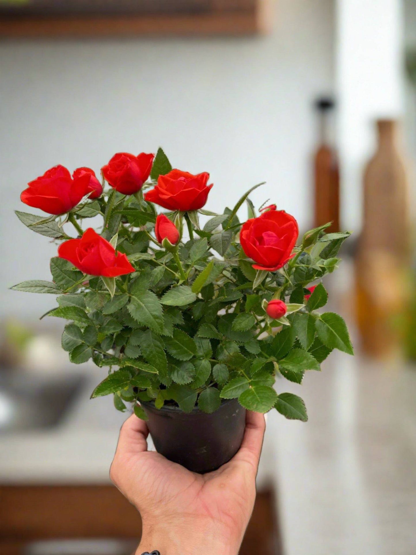 Mini Rose Bush - Plantonio