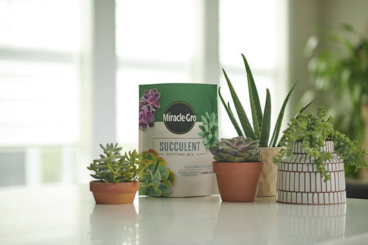 Miracle-Gro Succulent Potting Mix: Fertilized Soil with Premium Nutrition for Indoor Cactus Plants, Aloe Vera and More, 4 qt. - Plantonio