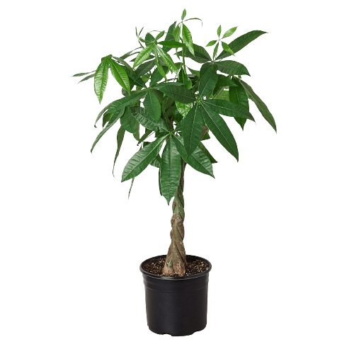Money Tree 'Guiana Chestnut' Pachira Braid - 10" Pot - Plantonio