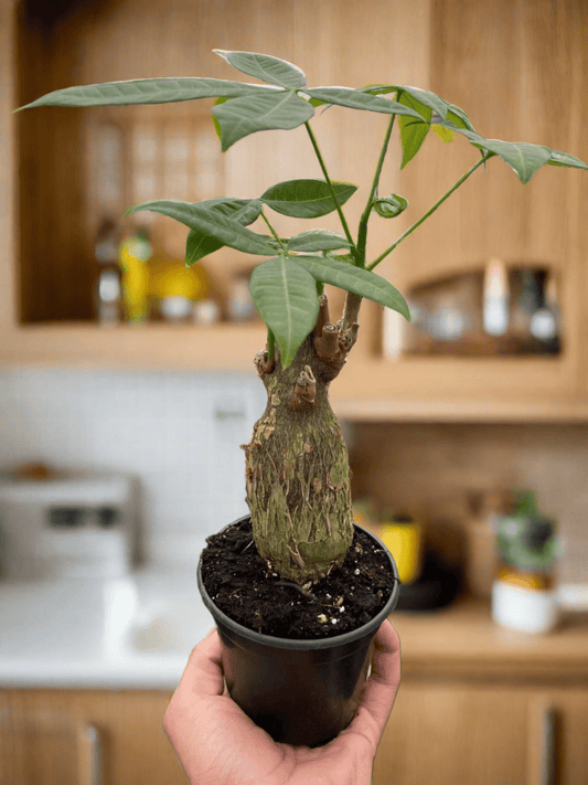 Money Tree 'Guiana Chestnut' Pachira Stump - Plantonio