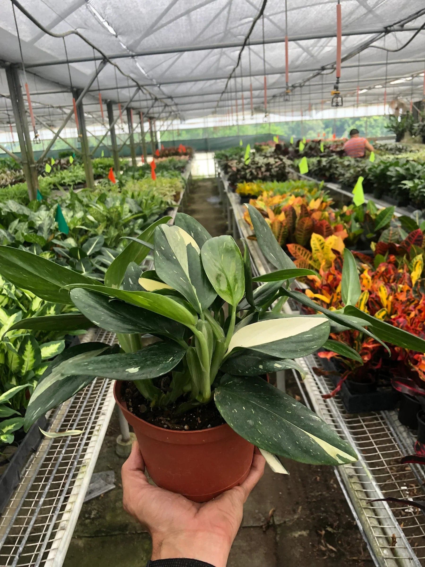 Monstera 'Standeleyana Albo Variegated' - Plantonio