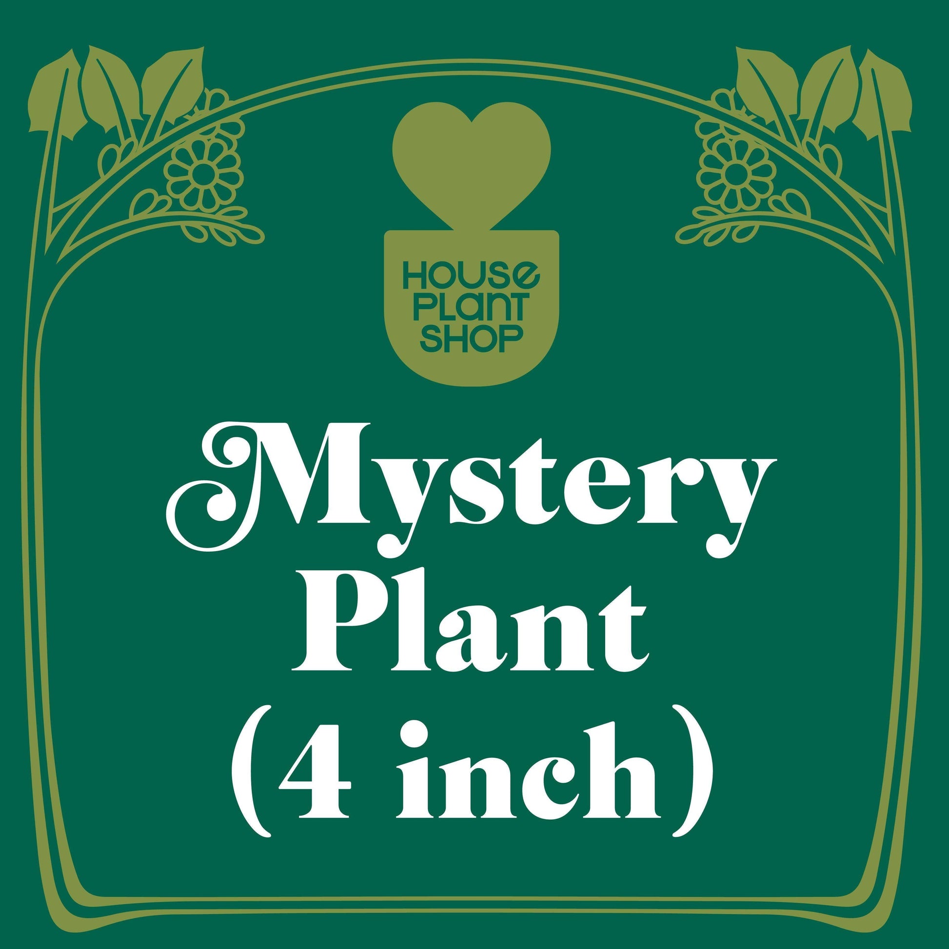 Mystery Flowering Plant - Plantonio