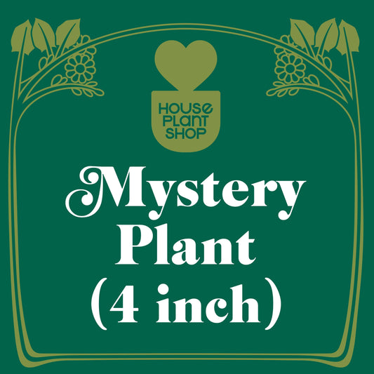 Mystery Pet-Friendly House Plant - Plantonio