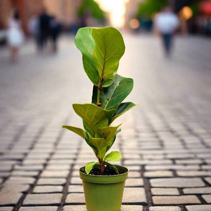 Mystery Plant Box with Access to FREE Plant Care App