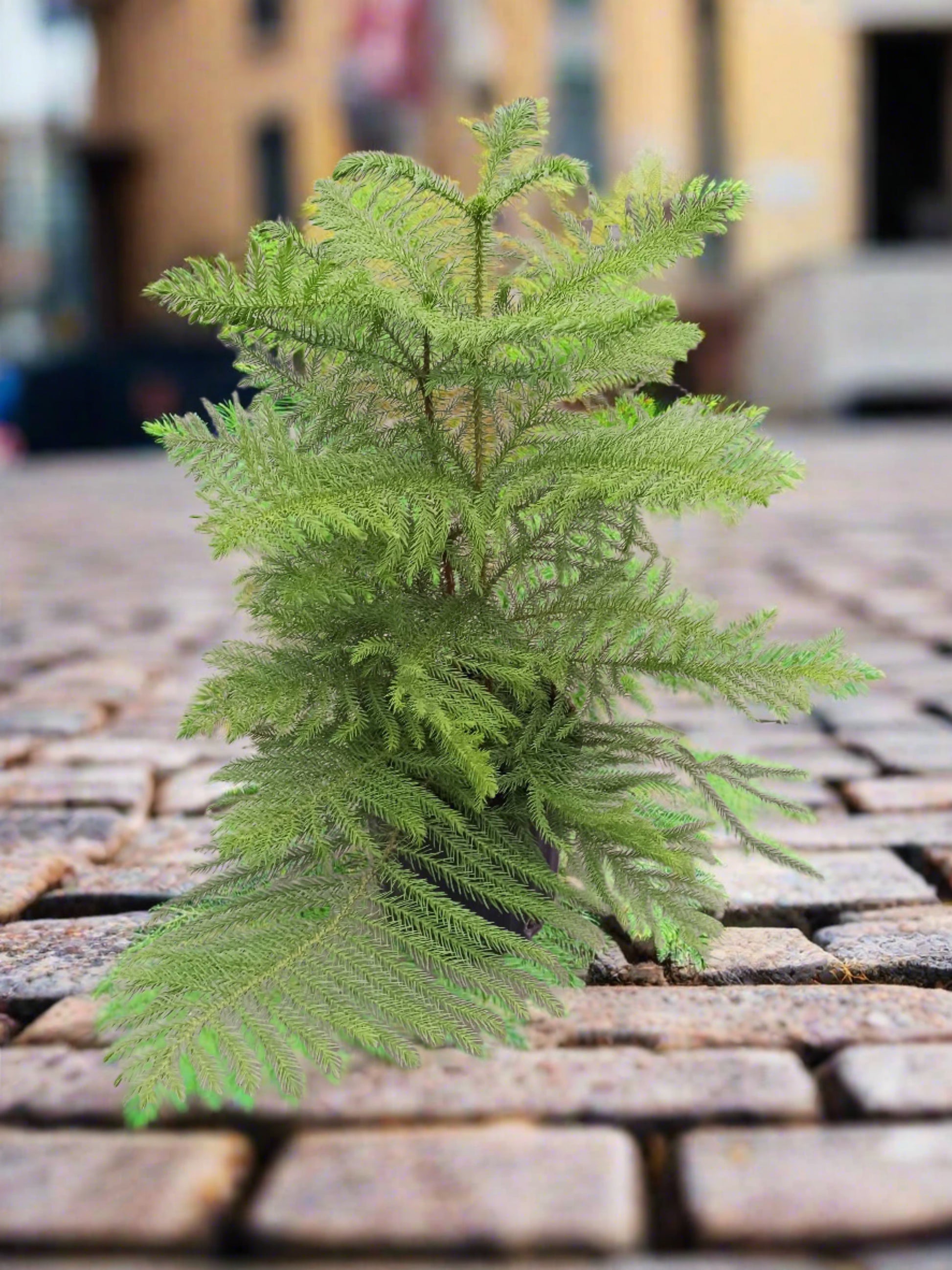 Norfolk 'Island Pine' - 10' Pot - Plantonio
