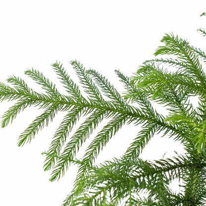 Norfolk 'Island Pine' - Plantonio