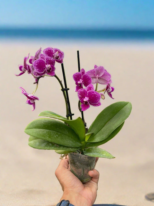 Orchid 'Purple Spotted Phalaenopsis' - Plantonio