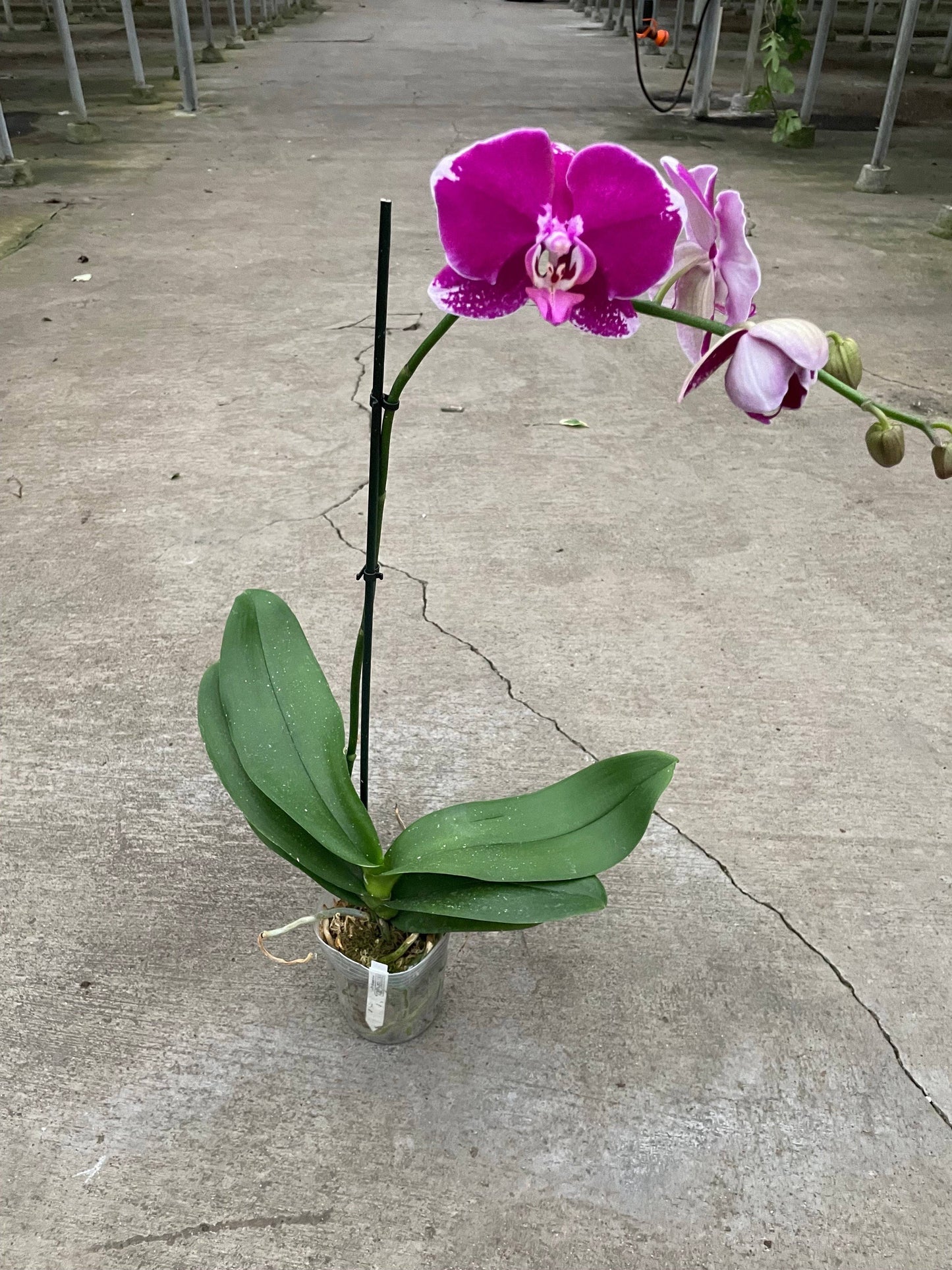Orchid 'Purple Spotted Phalaenopsis' - Plantonio