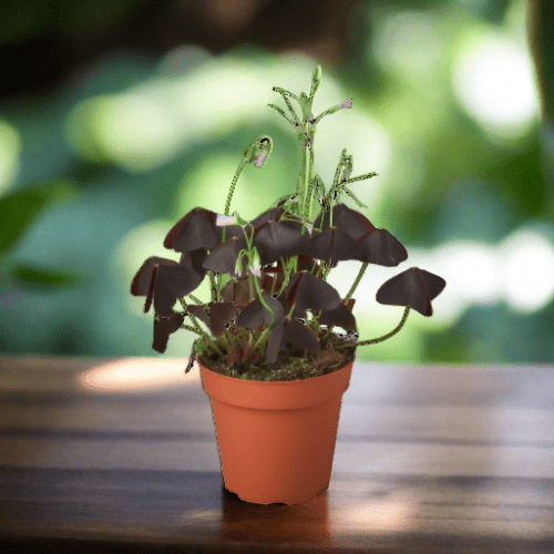 Oxalis triangularis 'trébol morado'