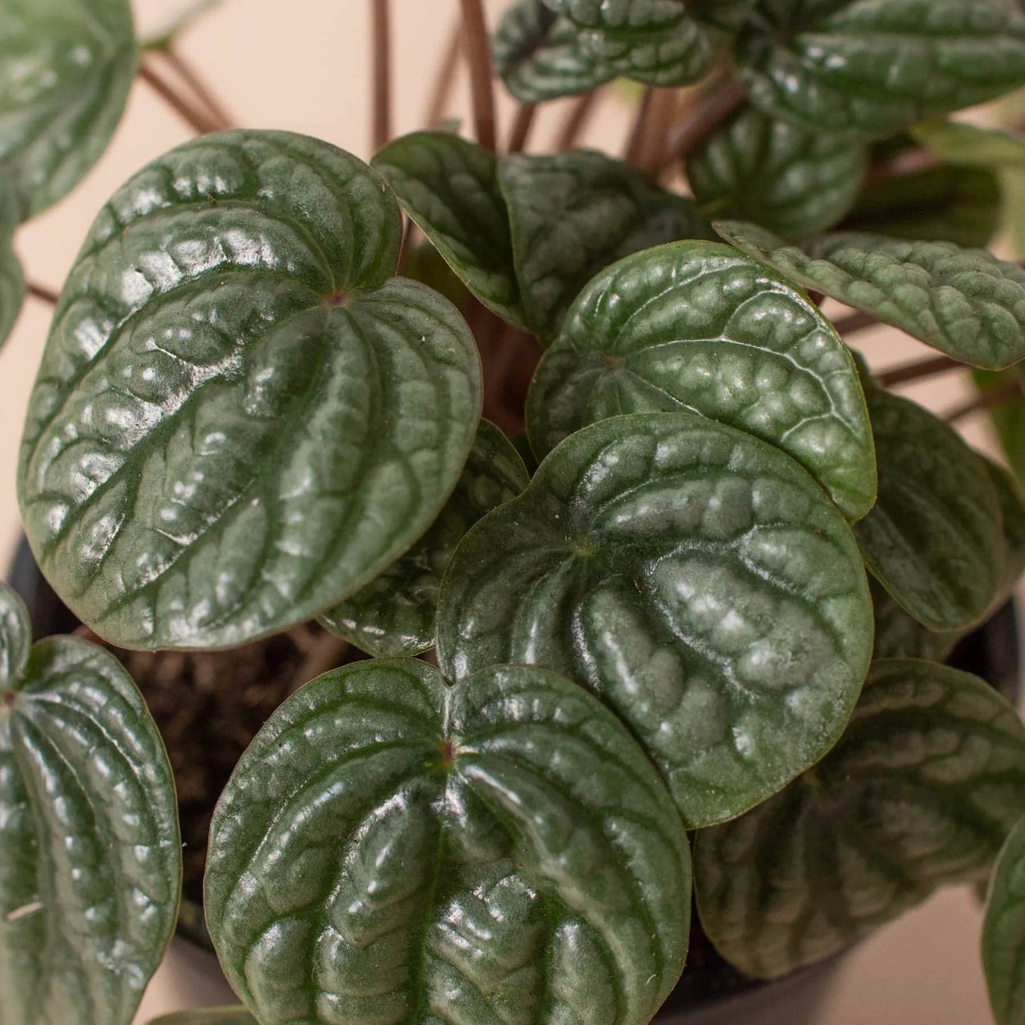 Peperomia 'Burbella' - Plantonio