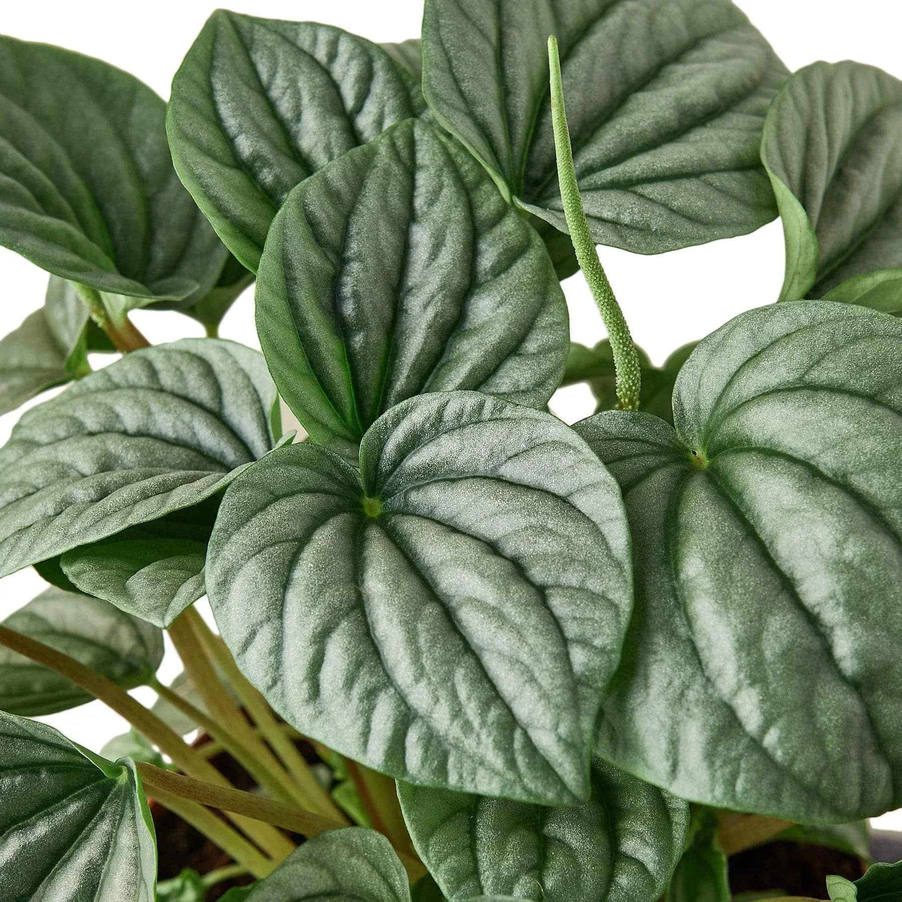 Peperomia 'Frost' - Plantonio