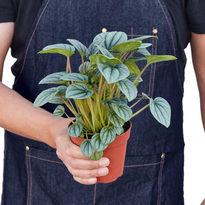 Peperomia 'Frost' - Plantonio