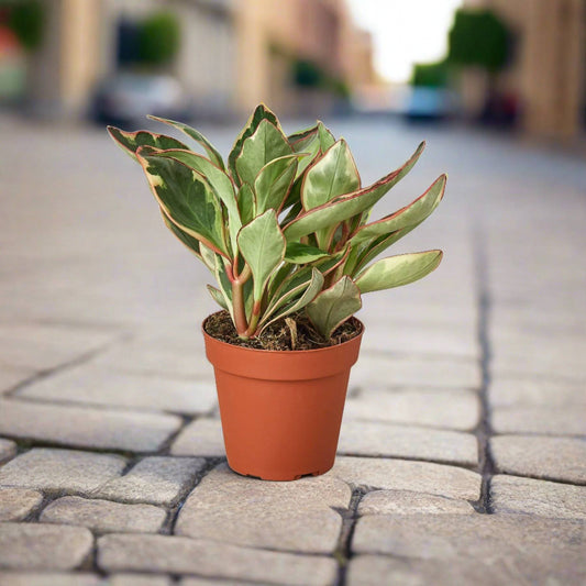 Peperomia 'Ginny' - Plantonio