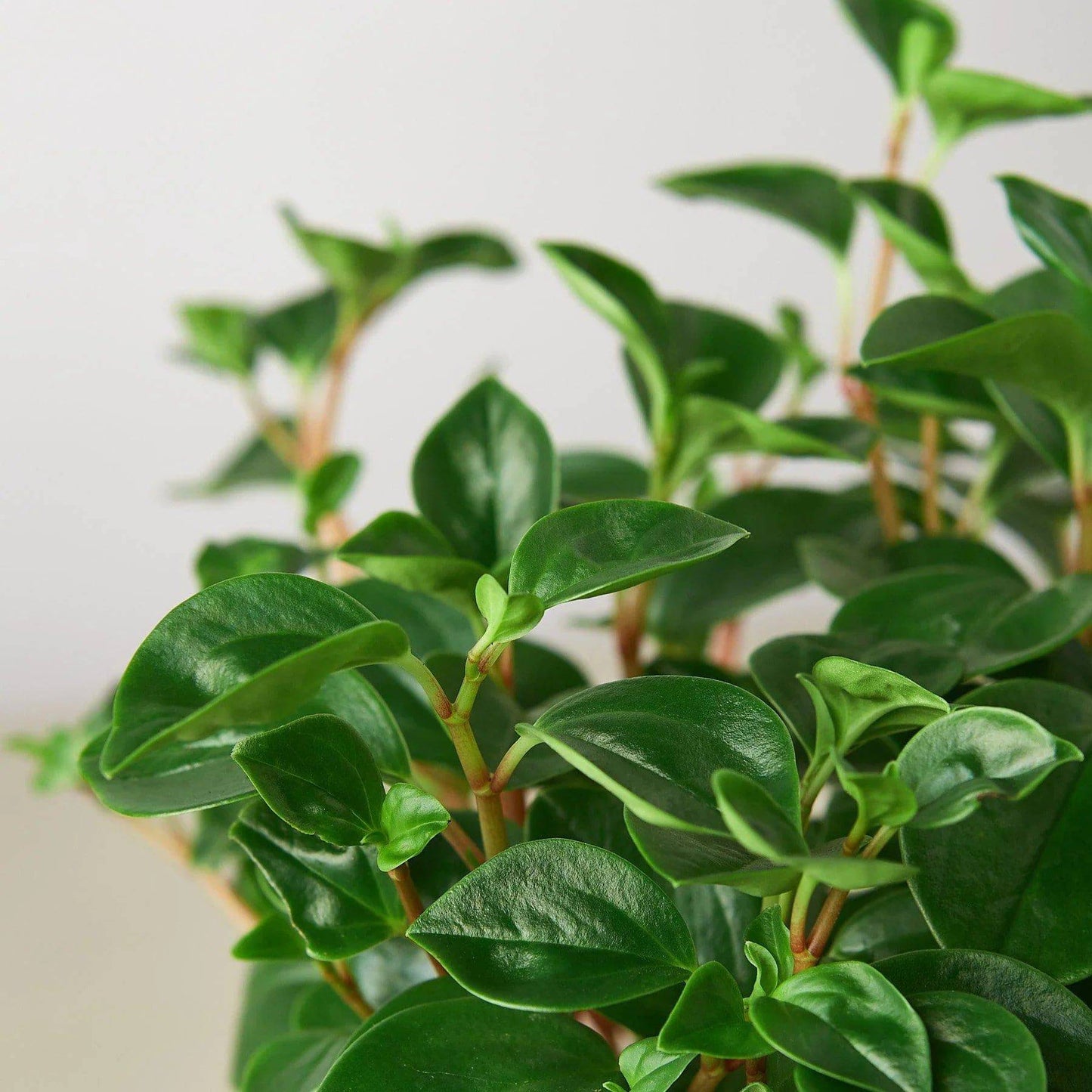 Peperomia 'Glabella' - Plantonio