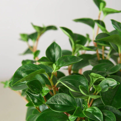 Peperomia 'Glabella' - Plantonio