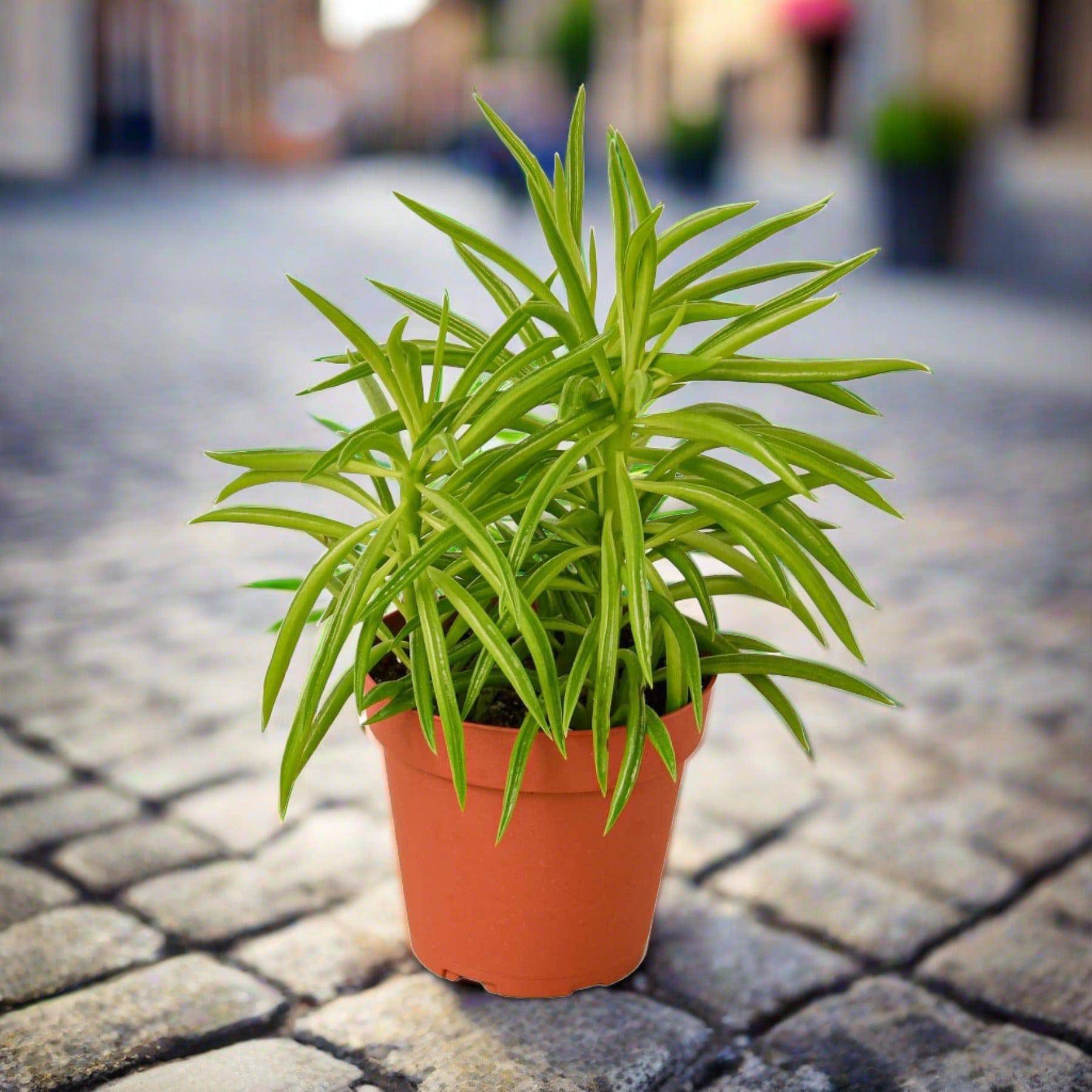 Peperomia 'Green Bean' - Plantonio