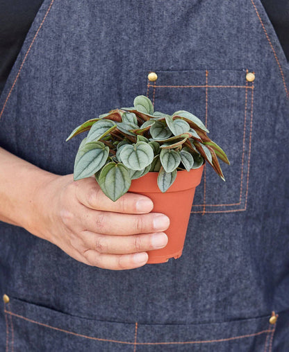 Peperomia 'Napoli Nights' - 4" Pot - Plantonio