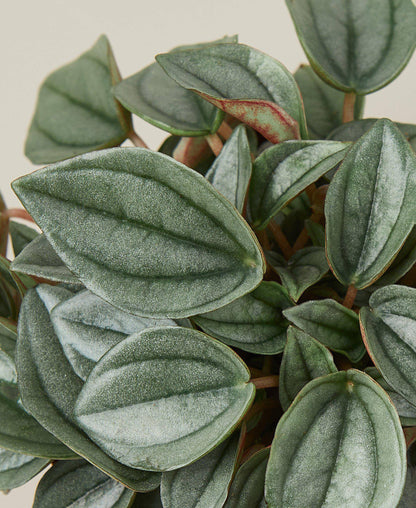 Peperomia 'Napoli Nights' - 4" Pot - Plantonio