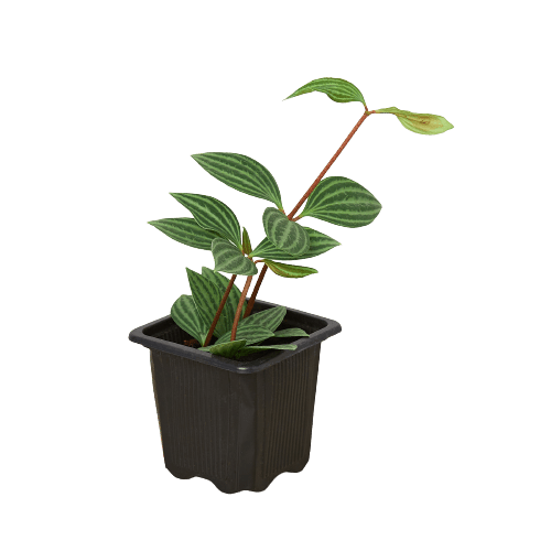 Peperomia 'Parallel' - Plantonio