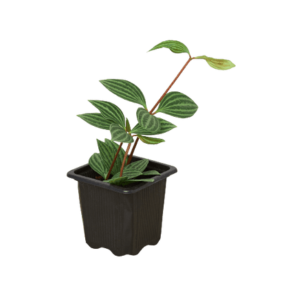 Peperomia 'Parallel' - Plantonio