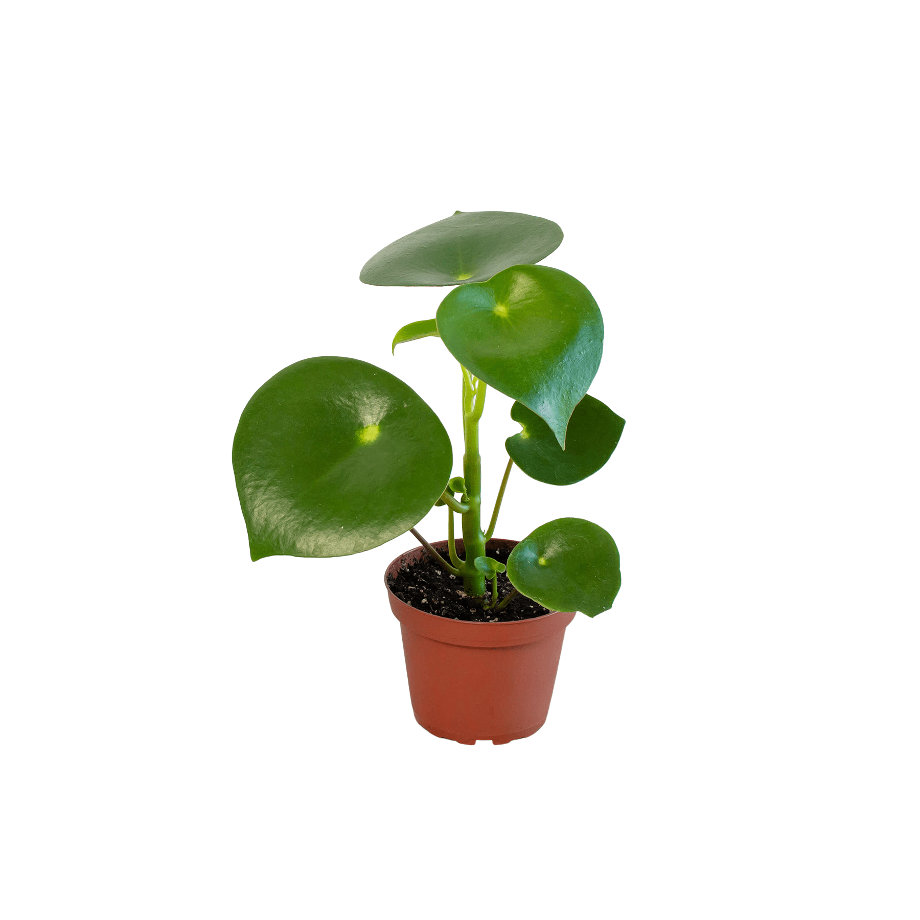 Peperomia 'Raindrop' - 4" Pot - Plantonio